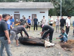 Momen Hari Raya Idul Adha 1446 H, Polres Tulang Bawang Sembelih 15 Ekor Hewan Kurban