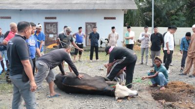 Momen Hari Raya Idul Adha 1446 H, Polres Tulang Bawang Sembelih 15 Ekor Hewan Kurban