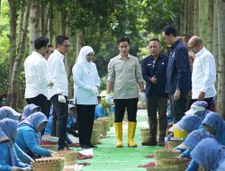 Panen Raya Kopi Ijen, Wapres Dukung Peningkatan Produktivitas, Hilirisasi dan Branding Kopi Indonesia