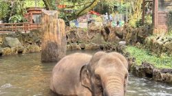 Elephant Edutainment di Taman Safari Bogor: Serunya Belajar & Kenal Dekat dengan Gajah