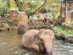 Elephant Edutainment di Taman Safari Bogor: Serunya Belajar & Kenal Dekat dengan Gajah