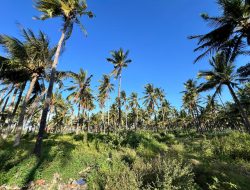 Dukung Ketahanan Pangan, PTPN I Proyeksi Tanam 50 Ribu Hektare Tanaman Kelapa