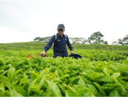 Setelah Puluhan Tahun Merugi, PTPN IV PalmCo Catat Laba Positif dari Komoditas Karet dan Teh