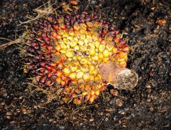 Kurangi Ketergantungan Pupuk Kimia, PalmCo Tinjau Teknologi Pupuk Organik dari Limbah Sawit