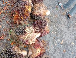 Polsek Pakuan Ratu Ringkus Pelaku Pencurian Buah Sawit di PT. BNIL Blok 2