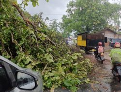 Polisi Evakuasi Pohon Jati Tumbang di Jalinsum Kampung Gedung Pakuon