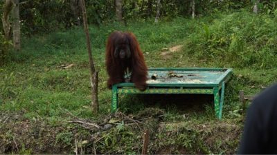 PTPN IV PalmCo dan BOSF Bersinergi Selamatkan Orangutan, Bukti Nyata Komitmen Lingkungan Holding Perkebunan Nusantara