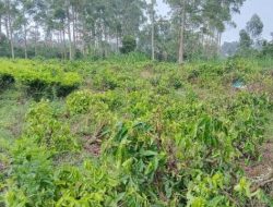 Manajemen PTPN I Regional 2 Kecam Perusakan Tanaman Teh di Kebun Malabar