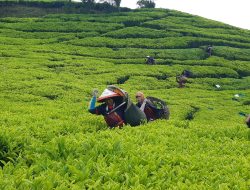 PTPN I Regional 2 Garap 48 Hektare Teh Organik, Bidik Pasar Premium Global