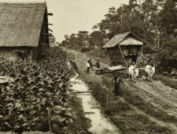 PTPN I dan Dinamika Kota Medan: Antara Sejarah Perkebunan dan Optimalisasi Aset