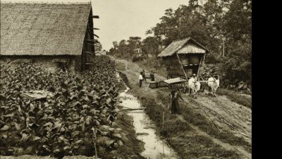 PTPN I dan Dinamika Kota Medan: Antara Sejarah Perkebunan dan Optimalisasi Aset