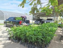 PalmCo Perkuat Program Pemulihan Lingkungan Lewat Penanaman Puluhan Ribu Pohon