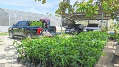 PalmCo Perkuat Program Pemulihan Lingkungan Lewat Penanaman Puluhan Ribu Pohon