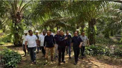 Kinerja Melonjak, Kebun Tanah Putih PTPN IV Regional III Perkuat Kontribusi Holding Perkebunan Nusantara