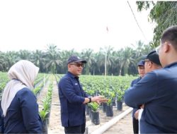 Produksi Naik 4 Persen, PalmCo Perkuat Kinerja Sawit Holding Perkebunan Nusantara