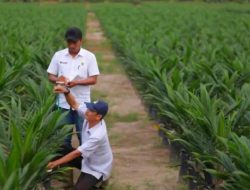 Akselerasi Peremajaan Sawit Rakyat PTPN IV PalmCo Salurkan 6 Juta Bibit Unggul