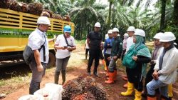 Tepis Stigma Negatif, Mahasiswa IPB Cek Langsung Kelapa Sawit Berkelanjutan PTPN IV PalmCo