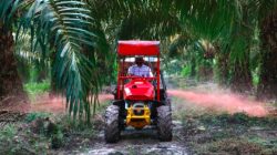 Holding Perkebunan Nusantara Siapkan Replanting 862 Hektare Sawit di Air Molek 2