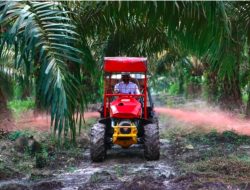 Holding Perkebunan Nusantara Siapkan Replanting 862 Hektare Sawit di Air Molek 2