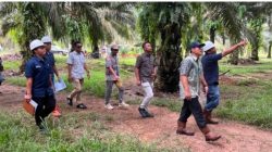 Holding Perkebunan Nusantara Perkuat Pengawasan Operasional, PTPN IV Regional VII Tingkatkan Produktivitas Kebun