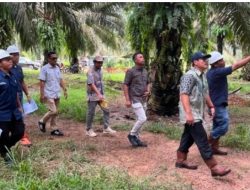 Holding Perkebunan Nusantara Perkuat Pengawasan Operasional, PTPN IV Regional VII Tingkatkan Produktivitas Kebun