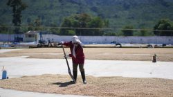 Tunda Panen Demi Mutu, Bisnis Kopi PTPN IV Tetap Raup Laba pada Awal 2026