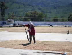Tunda Panen Demi Mutu, Bisnis Kopi PTPN IV Tetap Raup Laba pada Awal 2026