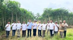 10.000 Hektare Untuk Bioetanol, PTPN Genjot Singkong di Lampung–Sumsel, Targetkan Produktivitas 30 Ton/Ha