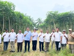 10.000 Hektare Untuk Bioetanol, PTPN Genjot Singkong di Lampung–Sumsel, Targetkan Produktivitas 30 Ton/Ha
